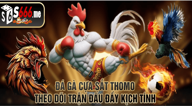 đá gà cựa sắt thomo tại s666 me