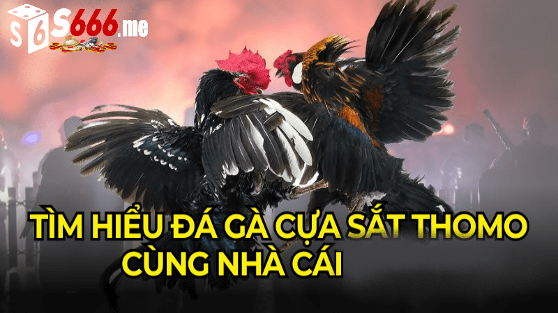 đá gà cựa sắt thomo tại s666 me lại phổ biến