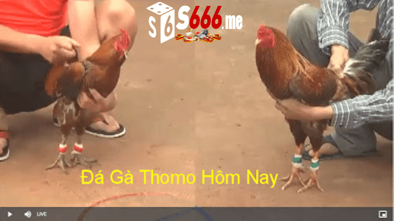 Cách Thức Tham Gia Trực Tiếp Đá Gà Thomo Tại S666